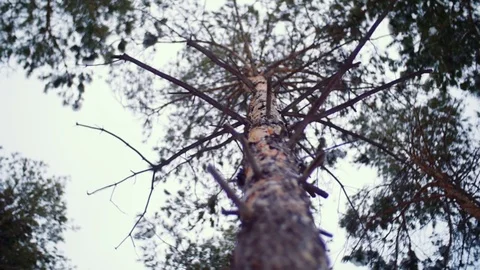 High pine. Tree trunk Stock Footage 74487186