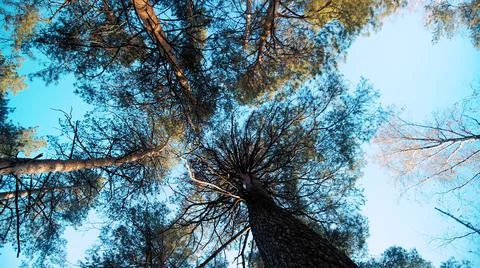 High pine trees crowns Stock Photos