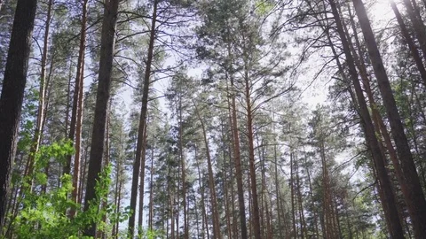High pine trees in the forest against the sky Video stock 76612196