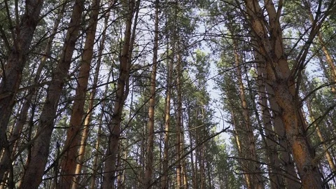 High pine trees in the forest swaying from the wind 库存影片 75688726