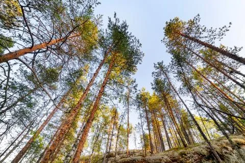 High pine trees low angle view at sunset Stock-Fotos