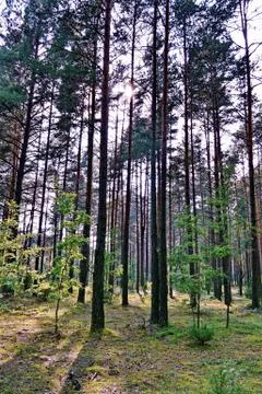 High pine trees next to low deciduous trees in a coniferous forest Stock Photos