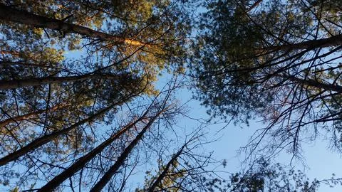 High pine trees overhead in forest Stock Photos