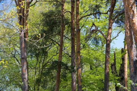 High pine trees Stock Photos