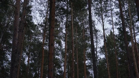 High pine trees slowly swaying in the wind in the forest against the sky. 库存影片 87669139