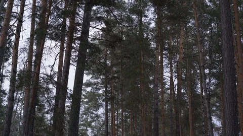 High pine trees slowly swaying in the wind in the forest against the sky. 库存影片 87669151