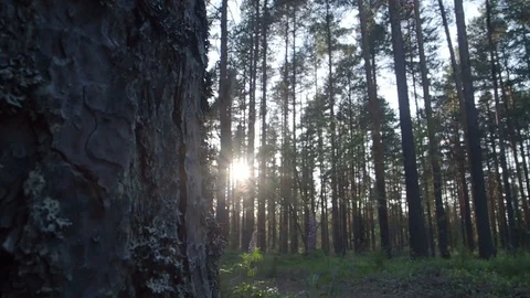 High pine trees in sunny forest Stock Footage 113701964
