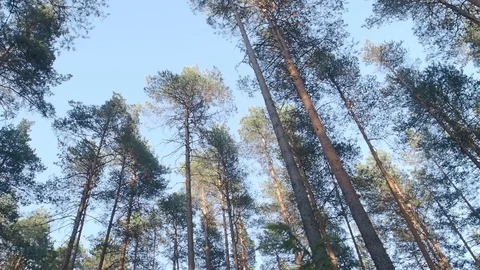 High pine trees in sunny forest Stock Footage 113702033