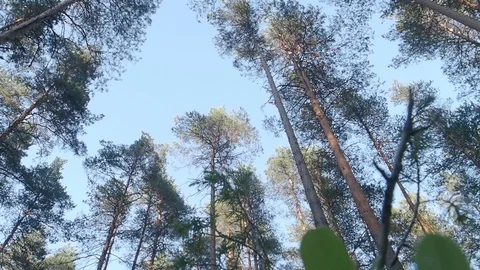 High pine trees in sunny forest Stock Footage 113702082