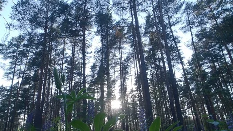 High pine trees in sunny forest Stock Footage 113702135