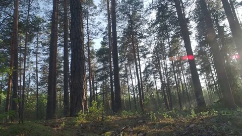 High pine trees in sunny forest Stock Footage 113702184