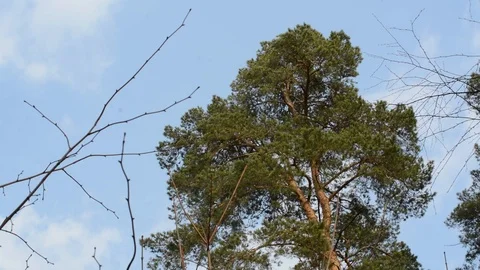 High pines drift green branches in the wind Stock Footage 88608847