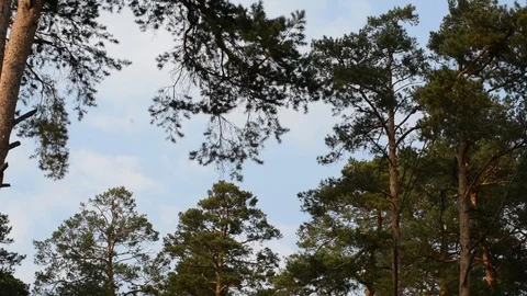 High pines drift green branches in the wind Stock Footage 88608859