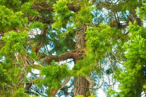 High Pines in the Forest. Close-up of a tree. Stock Photos