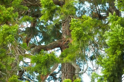 High Pines in the Forest. Close-up of a tree. Stock Photos