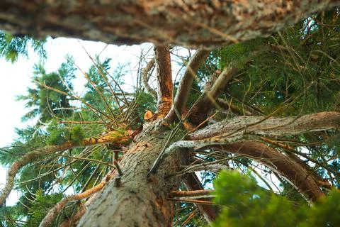 High Pines in the Forest. Close-up of a tree. Stock Photos