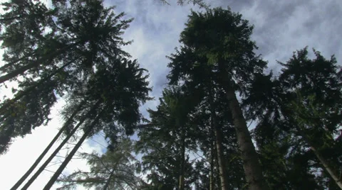High pines in a forest low angle shot Stock Footage 32258740