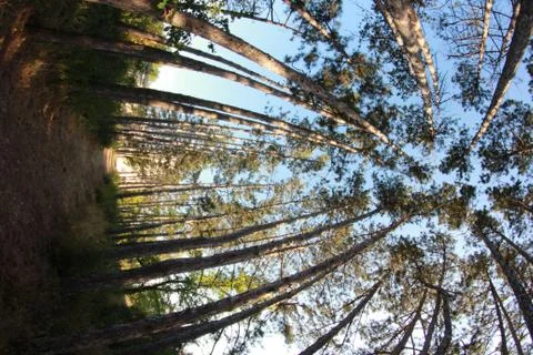 High pines Stock Photos