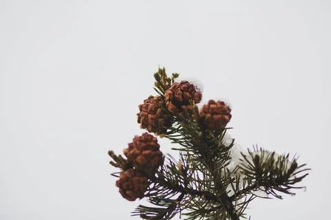 High Pines. Stock Photos