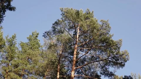 High pines with a view from below Stock Footage 142392007