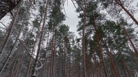 High pines in winter forest against sky in windy day Stock Footage 236541709