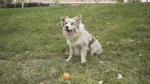 High Pitched Dog Barking Stock Footage 120131131