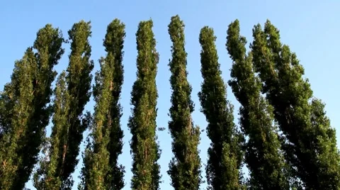 High poplar on background sky Stock Footage 8556859