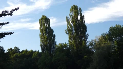 High poplar trees Populus crowns moving against sky, tilting Stockbeeldmateriaal 340169845