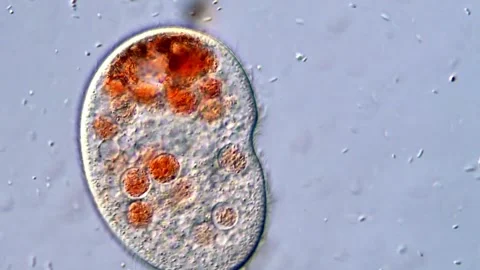 High Power Biological Microscope View of Ciliate Activity, 400x Stock Footage 318946341