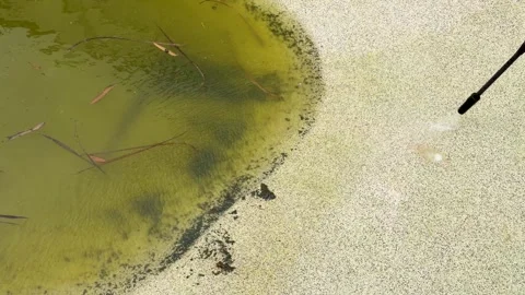 High Pressure Water Cleaning Algae From Dirty Swimming Pool Stock Footage 337770880