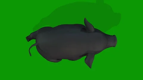 High Quality 3D Black Colour Pig Running Fast From Sky On Green Screen Stock Footage 308218901