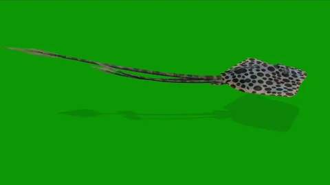 High Quality 3D Ray Fish Animation-Green Screen Video Right Swim Stock Footage 311707397