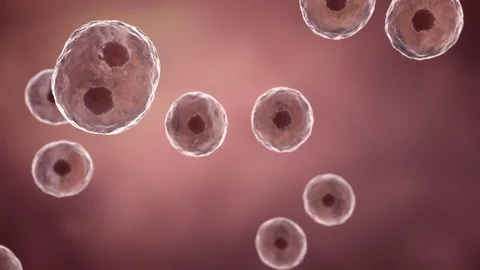 High quality 3d rendering of a cells dividing and multiplying. Stock Footage 82394894