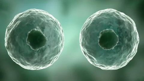 High quality 3d rendering of a cells dividing and multiplying. Stock Footage 82396612