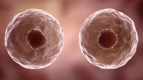 High quality 3d rendering of a cells dividing and multiplying. Stock Footage 82397522