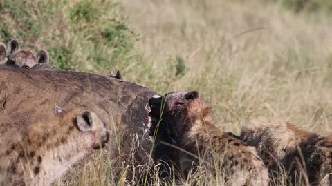 High-Quality 4K: Hyenas' Intense Feeding Frenzy in Masai Mara Savannah Stock Footage 317698066