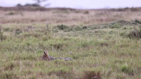 High-Quality 4K: Lone Jackal in Serene Masai Mara Plains at Dawn Stock Footage 317700256