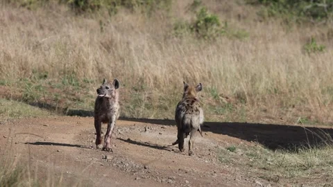 High-Quality 4K: Tranquil Hyenas Strolling in Masai Mara's Golden Savanna Stock Footage 317671999