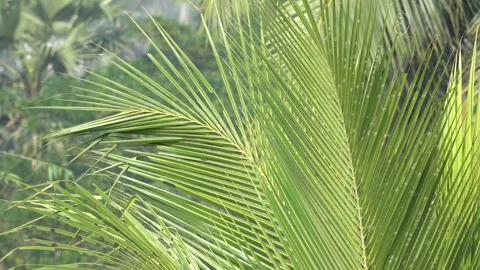 High-Quality 4K Video of Coconut Leaves Portrait Stock Footage 296368827