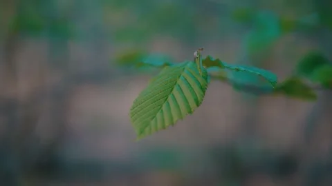 High quality 4k video. Isolated plant with bokeh effect. Macro shot Video stock 132346874