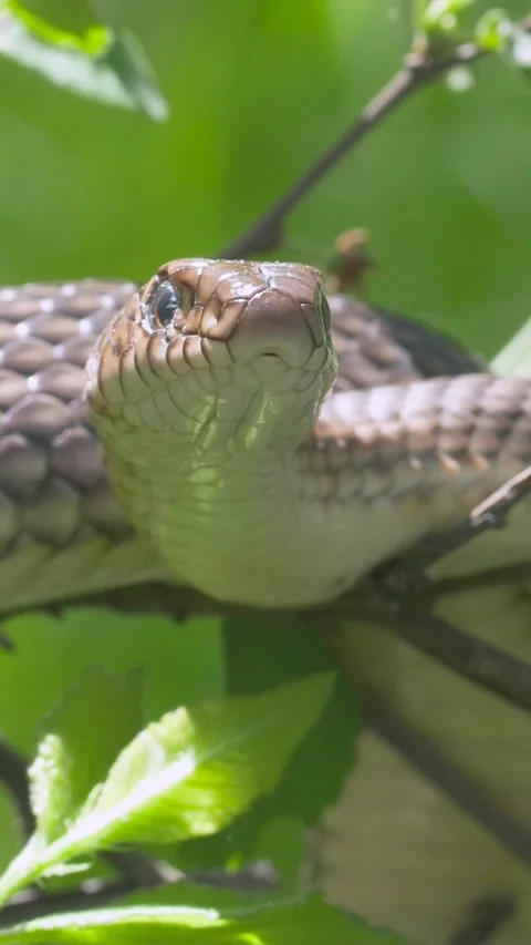 High-quality 9-16 shot of a snake positioned head-on towards the lens inside Vídeos de archivo 335186131
