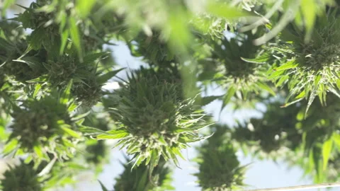 High quality cannabis drying in sunlit field Stock Footage 316314876