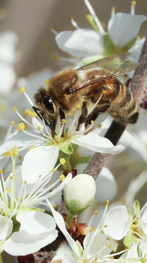A high-quality close-up of a honeybee busy at work, pollinating fresh spring 動画素材 333933461