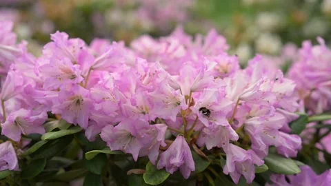 High Quality Closeup Footage of Blooming Azalea Flowers in Natural Garden Stock Footage 335234475