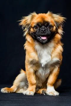 High quality closeup studio shot of an adorable adult Pekingese dog in a sitting Stock-Fotos