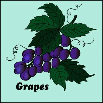 High quality Colored grape Stock Illustration