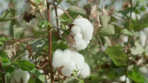 High quality cotton box, ready to harvest, cotton in detail. Agricultural Video stock 176410288