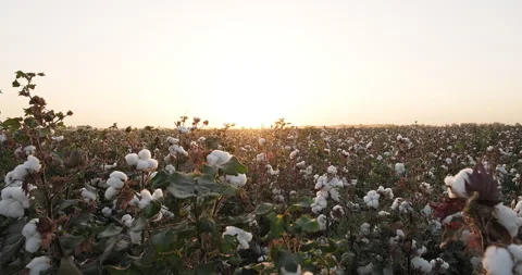 High quality cotton field ready for harvesting at sunset. Slow motion Stock Footage 250350130