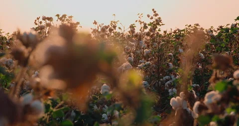 High quality cotton field ready for harvest at sunset. Cotton harvesting Stock Footage 252698774