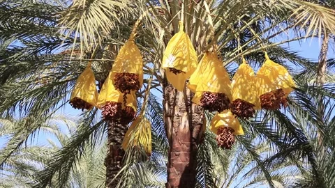 High quality dates Stock Footage 164896459